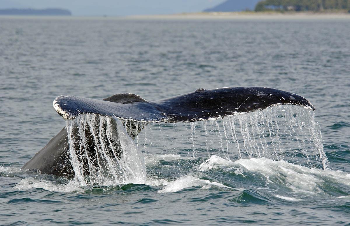 whale watching alaska