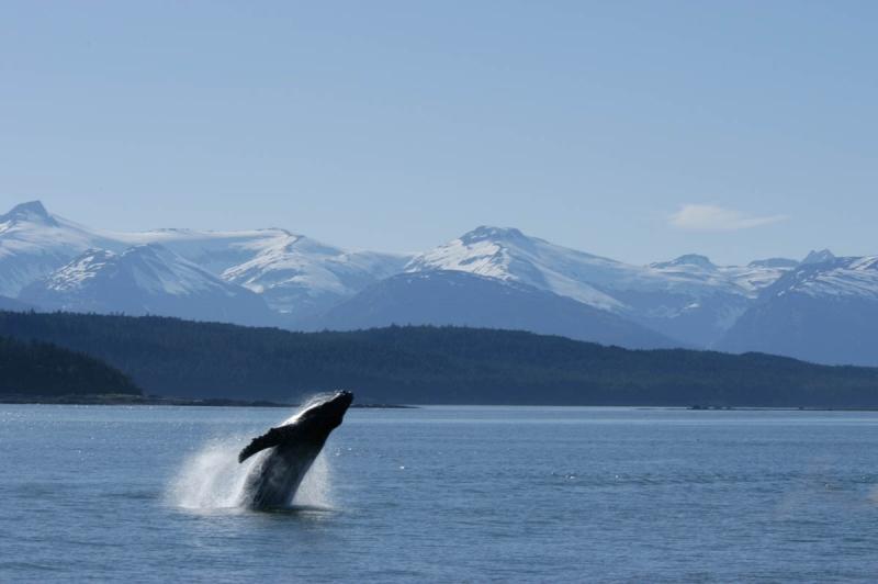 Whale Watching Juneau - Adventures in Alaska Charters