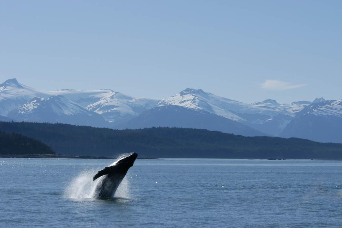 whale watching alaska