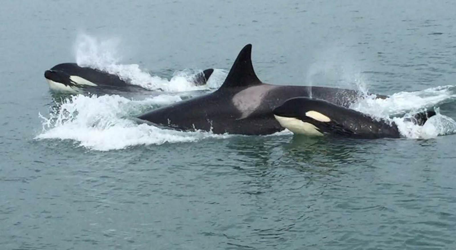 whale watching alaska