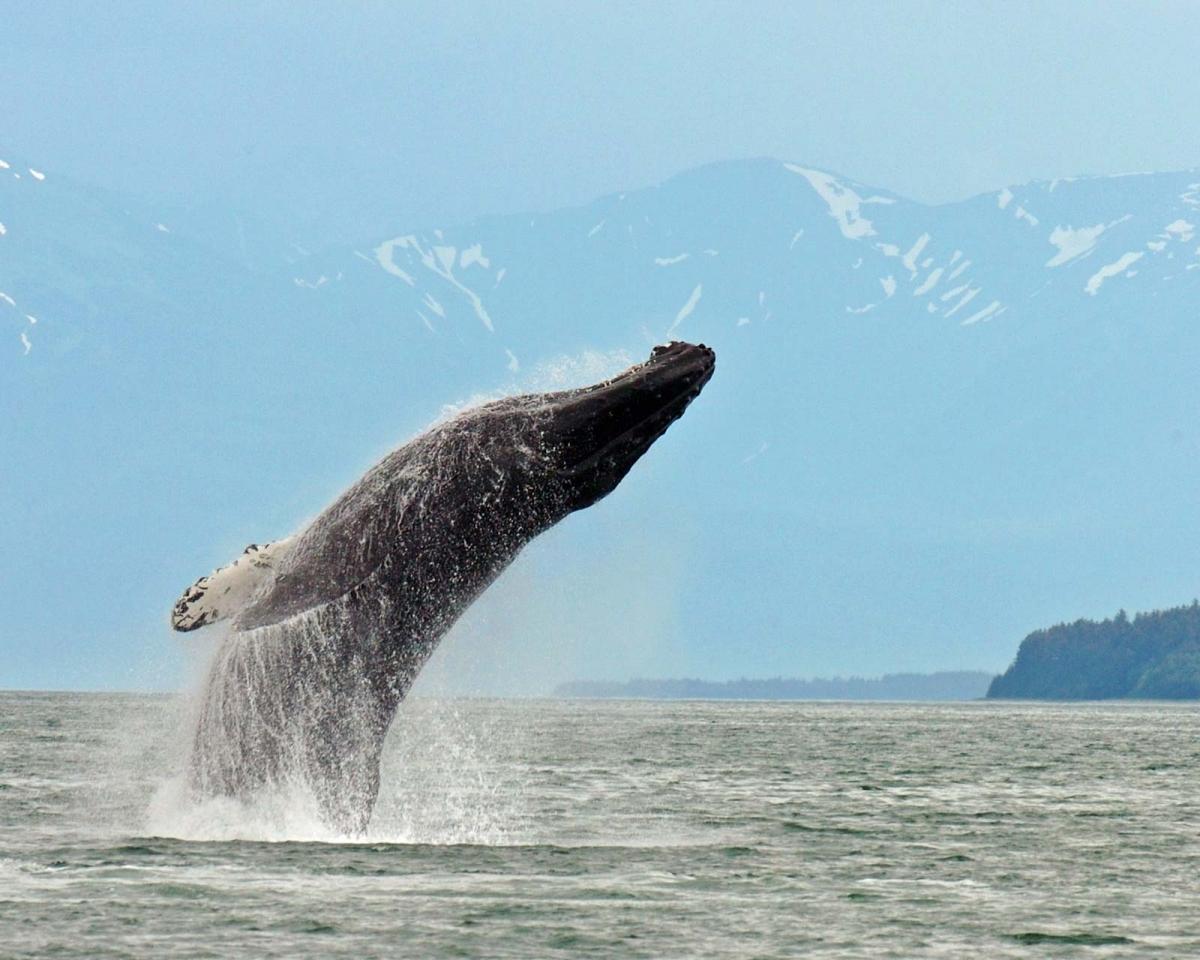 best-month-to-see-whales-in-alaska-adventures-in-alaska-charters