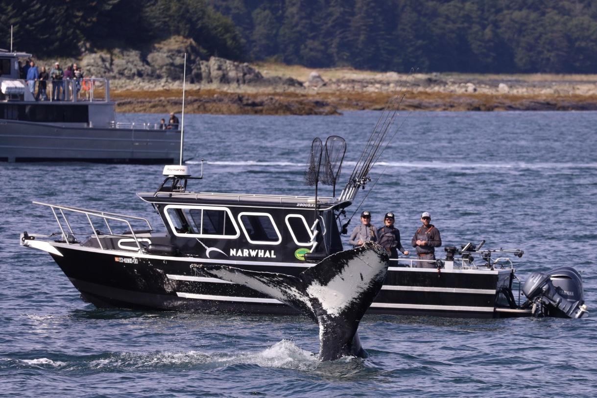 Humpback whale lifting fluke in Juneau Alaska